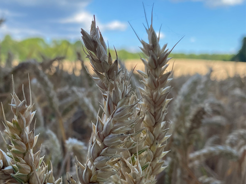 Style Guide: German Wheat Beer